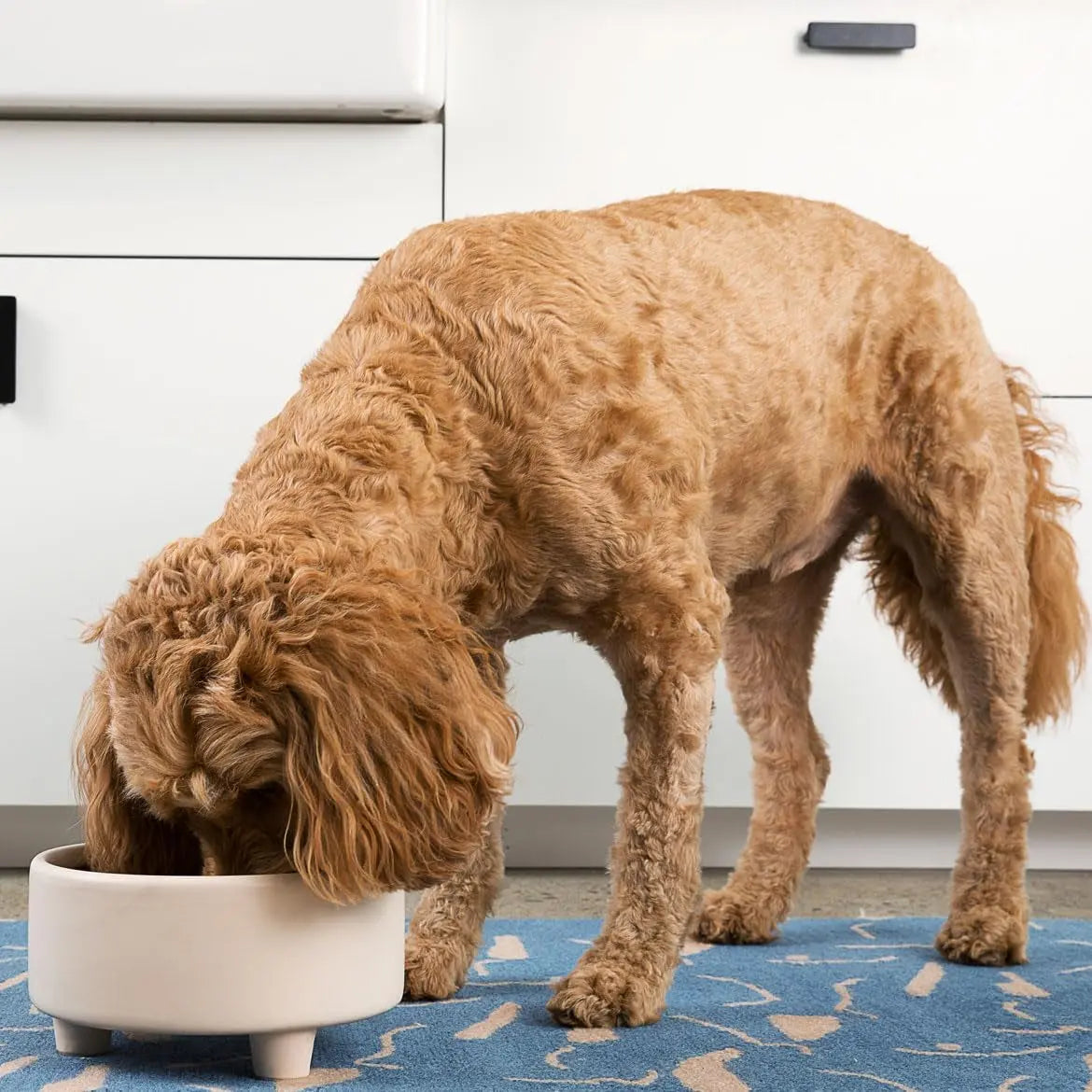 Ceramic Cat & Dog Pet Bowl, Elevated Stoneware Feeder, Dishwasher Safe