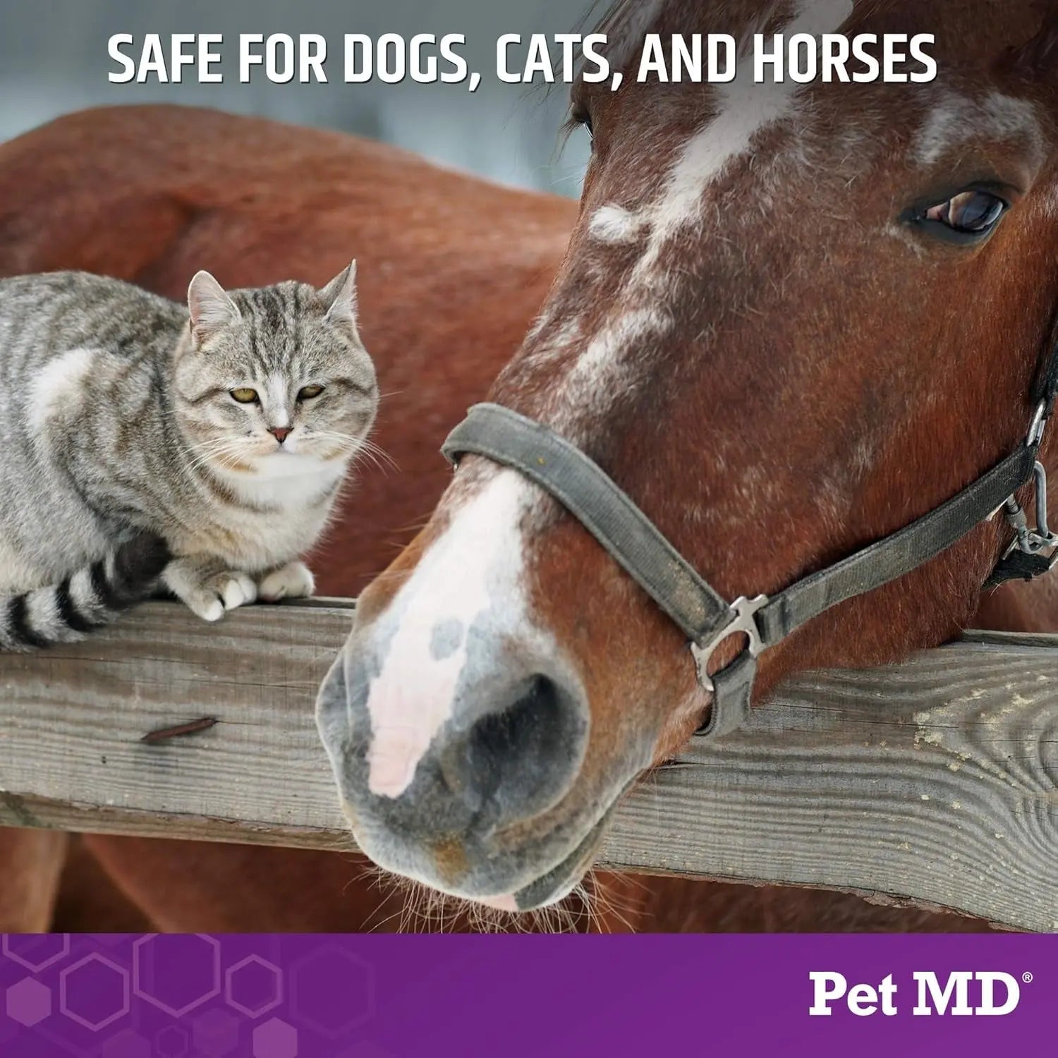 Pet MD Micoseb-CX Medicated Shampoo for Dogs, Cats & Horses – 12 Oz