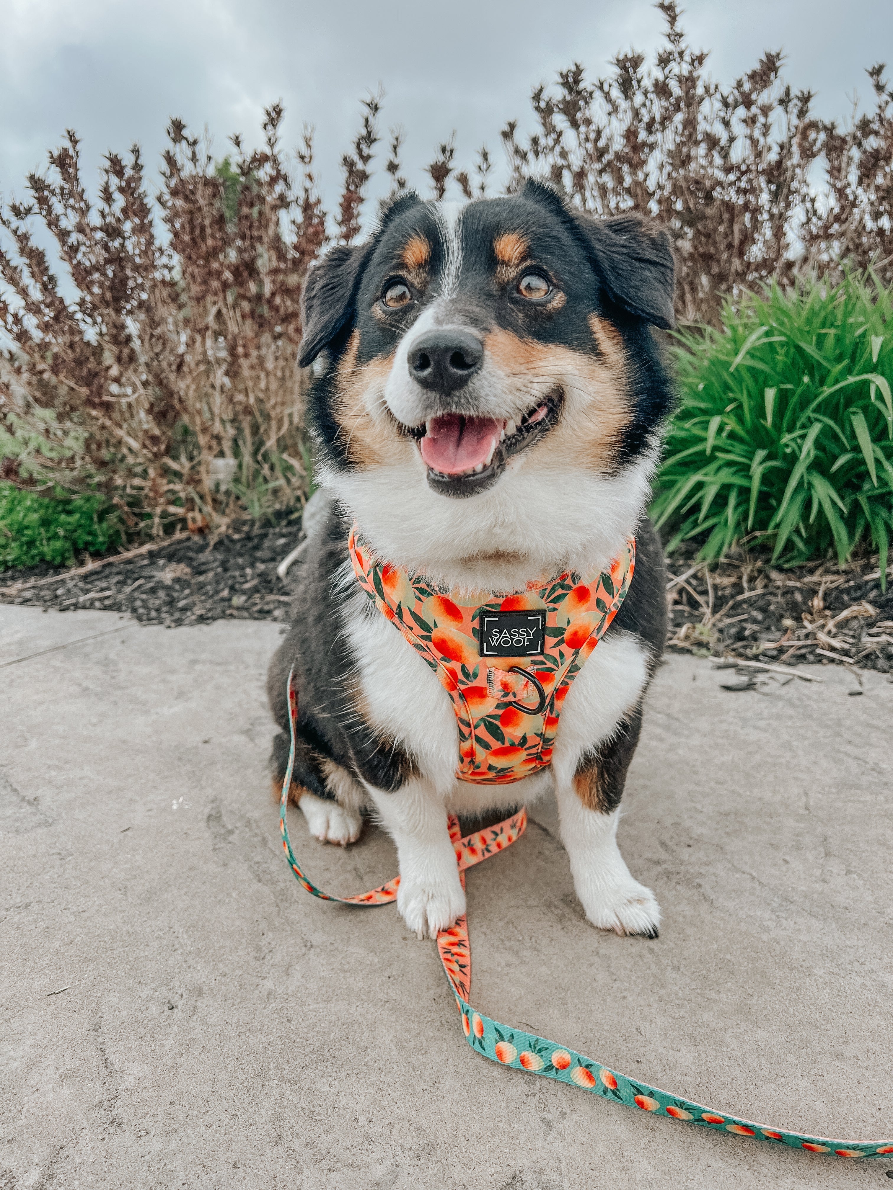 Dog Adjustable Harness - Mango Tango